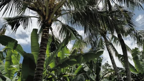 Low angle view on Palm trees against the blue sky Video stock 220024649