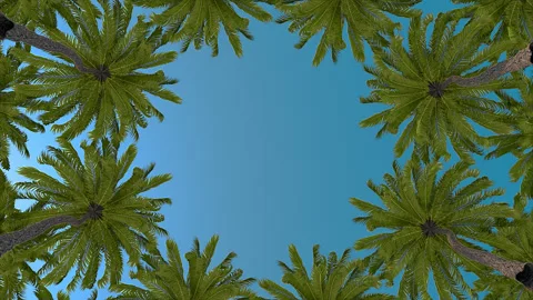 Low Angle View Of Palm Trees Stock Footage 249123724