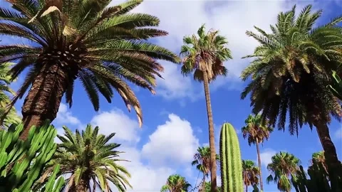Low-angle view of palm trees and cacti against a vibrant blue sky with fluf.. Stock Footage 302309255