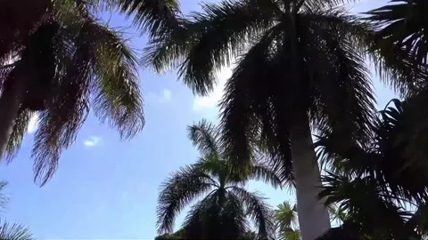 Low-Angle View of Palm Trees Against a Bright Blue Sky Stock Footage 302309923