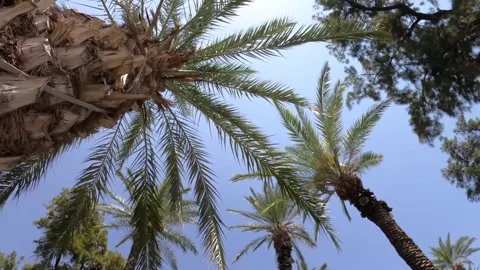 Low-angle view of palm trees against a clear blue sky, showcasing their lus.. Stock Footage 302310083