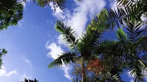 Low-Angle View of Palm Trees Against a Vivid Blue Sky Stock-Footage 302313418