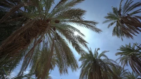 Low Angle View of Palm Trees with Sunburst Through Fronds Stock Footage 335636297