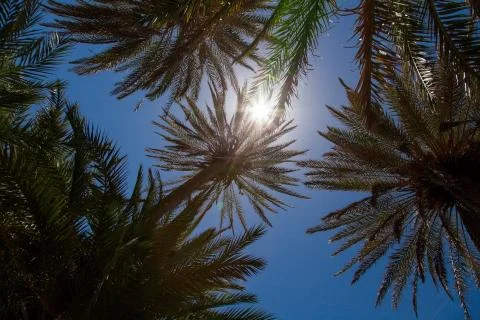 Low angle view of palm trees Fotos de archivo