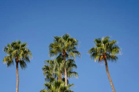 Low angle view of palm trees against clear blue sky . Stock Photos