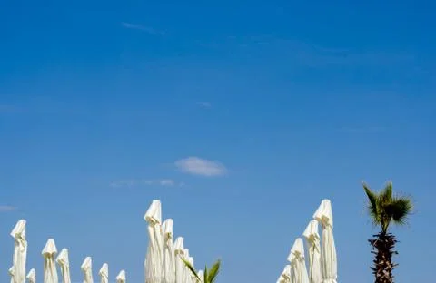 Low angle view of  palm trees and white beach umbrellas closed  at  the begin Stock Photos