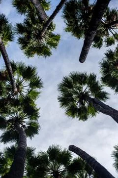 A low angle view of palm trees under a cloudy sky and sunlight - a cool pictu Stock Photos