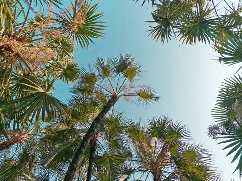 Low Angle View of Palm Trees Against Blue Sky Stock Photos