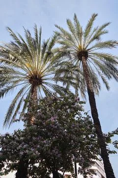 Low angle view of palm trees against blue sky in Valencia, Spain. Foto stock
