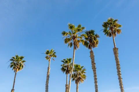 A low angle view of palm trees against a blue sky Stock Photos