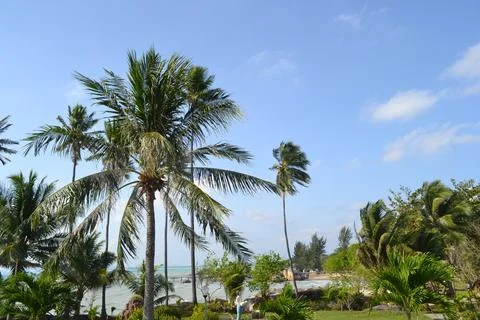 Low angle view of palm trees against sky in Parai Beach Stock Photos