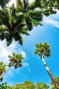Low angle view of palm trees against a bright blue sky Stock Photos