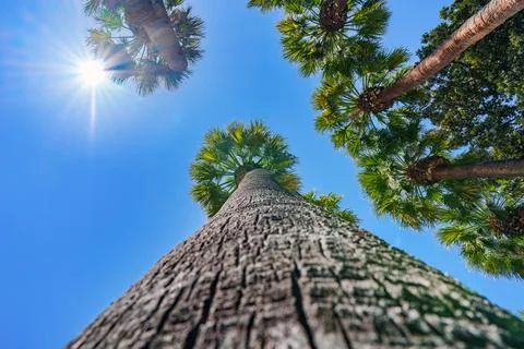 Low angle view of palm trees under blue sky in Greece Foto stock