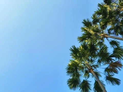 Low angle view of palm trees against a clear blue sky. Stock Photos