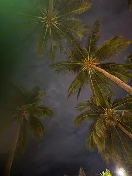 Low Angle View of Palm Trees Against Dark Night Sky Stock Photos