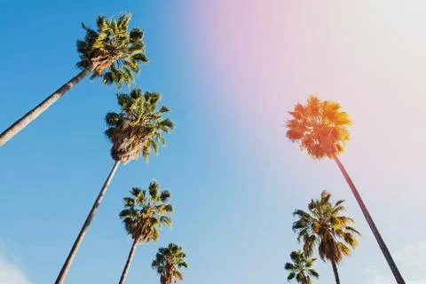 Low angle view of the palms against sky Stock Photos