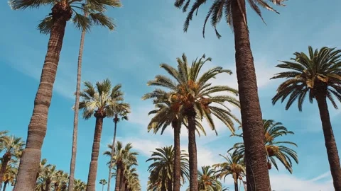 Low angle view of palms tree against blue sky Stock Footage 236316694