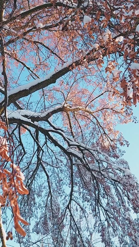 Low angle view pan of snow covered leafless maple tree branches against blue sky Vídeo Stock 321376439
