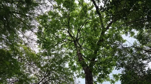 Low angle view panning up towards green tree Stock Footage 340873360
