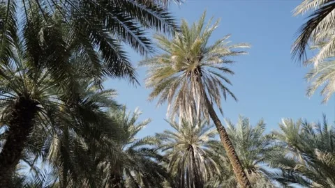 Low angle view panning walking in the palm oasis Stockbeeldmateriaal 167730983