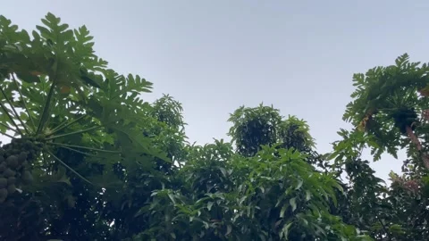 Low angle view of papaya and mango trees under an overcast sky 库存影片 346544497