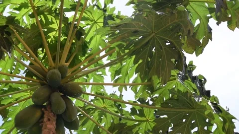 Low angle view of papaya tree flutter in the wind and strong sunlight. Stock Footage 133515509