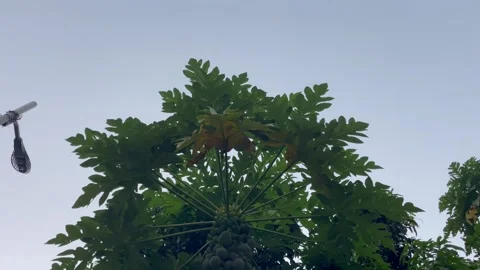 Low angle view of papaya tree crown with green leaves against overcast sky 库存影片 346544501