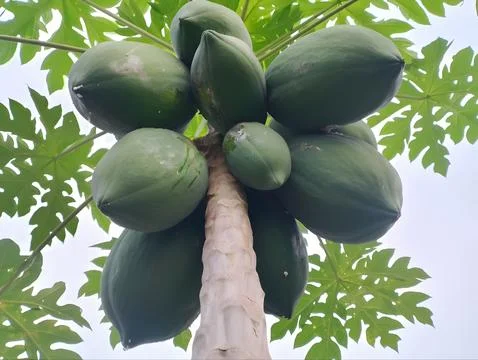 Low angle view of a papaya tree trunk laden. Fotos Stock