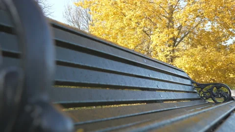 A low angle view of a park bench in autumn. Stock Footage 218622684