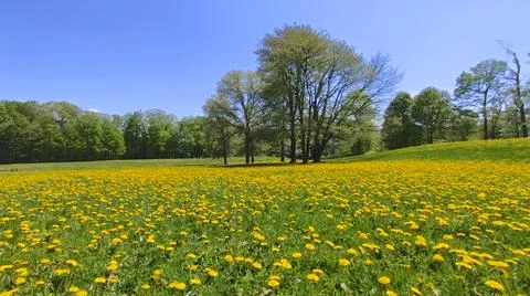 Low angle view of the park with dandelions and green lawn in springtime Stock Photos
