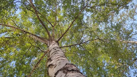 A low-angle view of a park in Prizren, Kosovo. Stock Footage 340824063