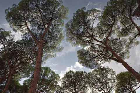 Low angle view in a park in Summer Stock Photos