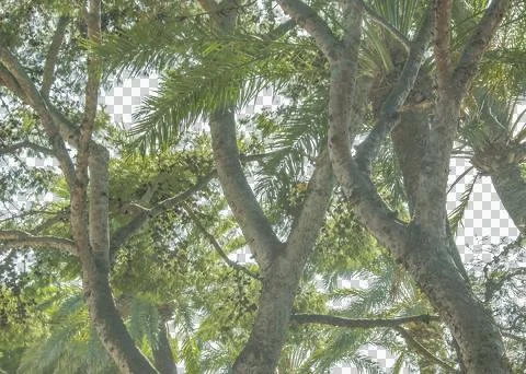 Low angle view  park trees Stock Photos