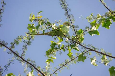 Low angle view of a parrot sitting on a branch of a tree under a blue sky Stock Photos