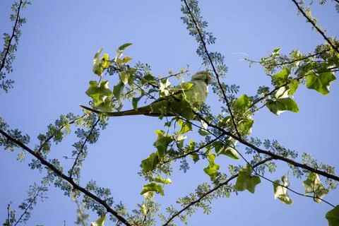 Low angle view of a parrot sitting on a branch of a tree under a blue sky Stock Photos