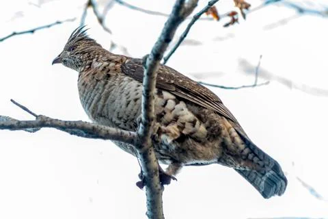 Low angle view of a Partridge perched on a tree branch Stock Photos