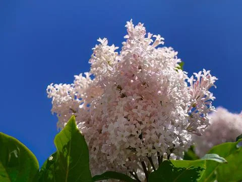 Low angle view of Pastel pink persian lilac, syringa persica bouquet flower.. 写真素材