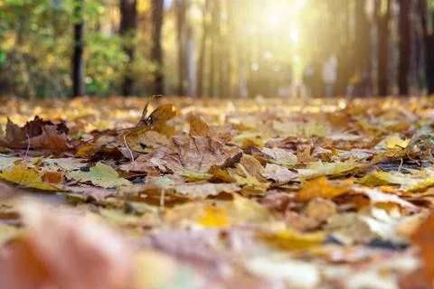 Low angle view of a path in an autumn park covered with fallen maple leaves 写真素材