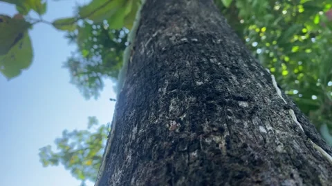 Low angle view of peak tree Stock Footage 308766357
