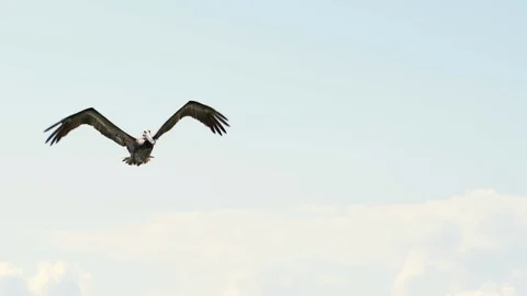 Low angle view of pelican flying against blue sky, bird with spread wings during Stock Footage 128928712