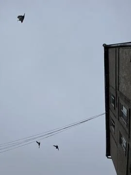 Low Angle View of Pigeons Flying in Gray Overcast Sky Near Apartment Buildin Stock Photos