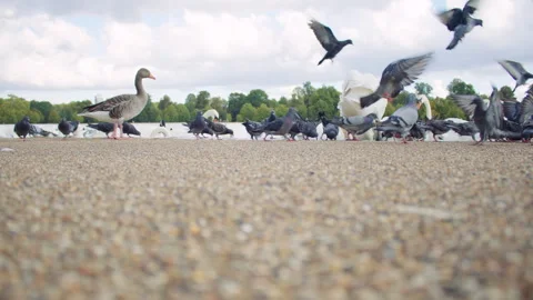 Low-angle view of pigeons, a goose, and swans near a lake. 스톡 동영상 319620693