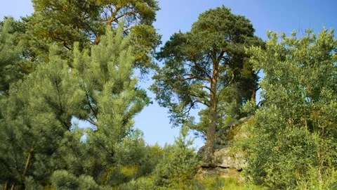 Low-angle view of pine and spruce trees on the top of the mountain. Stock Footage 284720300