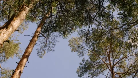 Low-angle view of pine branches. Looking at the sky through pine branches. Stock Footage 290388868