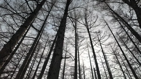 Low angle view of pine forest in the autumn, Kamikochi, Japan Stock Footage 309119350