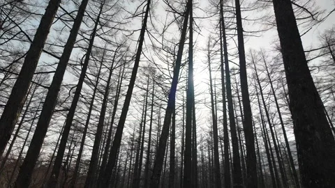 Low angle view of pine forest in the autumn, Kamikochi, Japan Stock-Footage 309119355