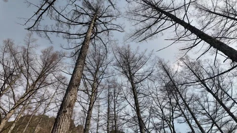 Low angle view of pine forest in the autumn, Kamikochi, Japan Stock-Footage 309119425