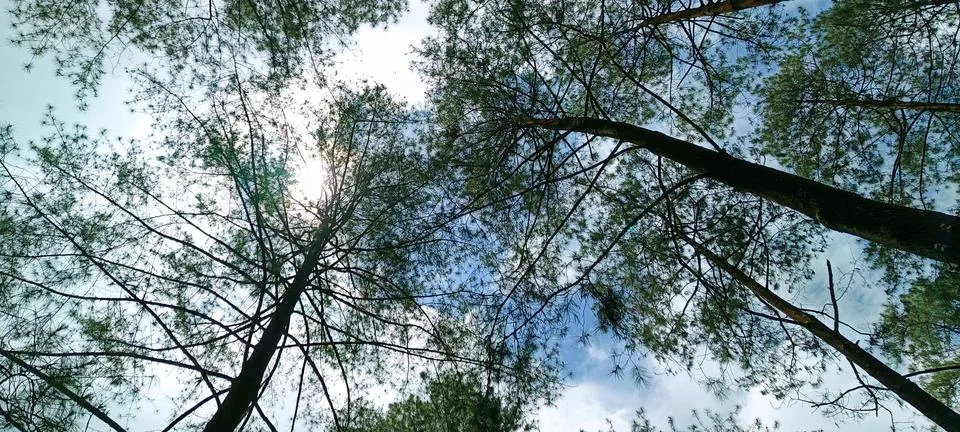 Low angle view of pine forest Foto stock