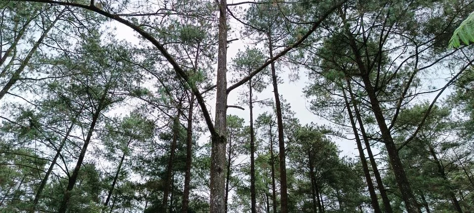 Low angle view of pine forest Stock Photos