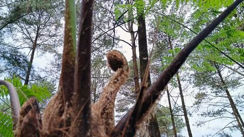 Low angle view of pine forest Stock Photos